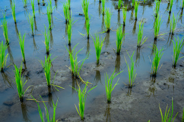 Beautiful Organic green paddy-field