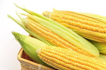 Fresh corn on white background
