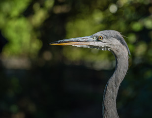 Great blue heron or Ardea herodias against green leafs background in the sun