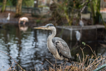 Great blue heron or Ardea herodias sitting in front of a pond with its yellow eye and feathers