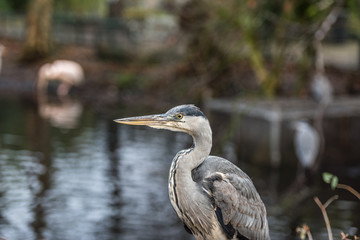 Great blue heron or Ardea herodias sitting in front of a pond