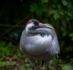 Great blue heron or Ardea herodias sitting with a folded neck and a red spot on the head against...