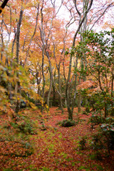 京都_祇王寺_紅葉