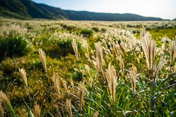 landscape with field and blue sky, Kusasenri, Aso, Kumamoto