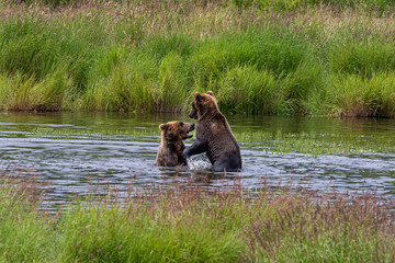 Bears at Play