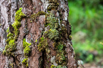Green moss is growing at the root of the tree. Moss texture in nature for wallpaper. soft focus.