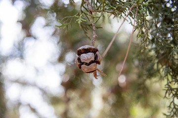 Cypress tree growing small circle