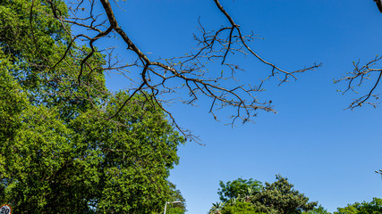 PARQUE DO IBIRAPUERA - SÃO PAULO