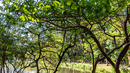 PARQUE DO IBIRAPUERA - SÃO PAULO