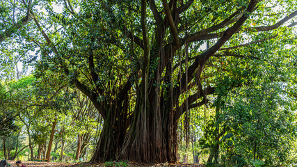 Fototapeta premium PARQUE DO IBIRAPUERA - SÃO PAULO
