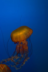 Jellyfish in a blue aquarium. Jellyfish closeup. Glowing, aquatic.