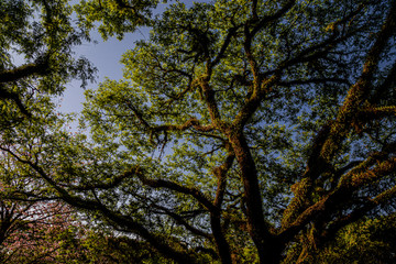 PARQUE DO IBIRAPUERA - SÃO PAULO