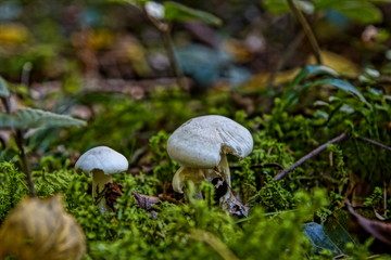 Pilze Fotografie Wald