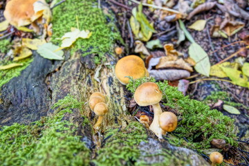 Pilze Fotografie Wald