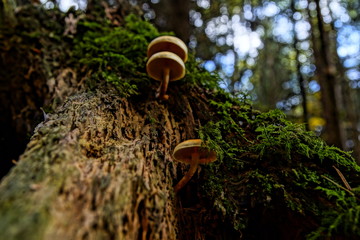 Fototapeta premium Pilze Fotografie Wald