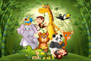 Many animals in bamboo forest