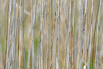 Schilf - Reed