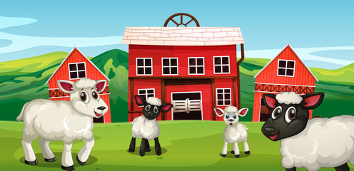 Obraz na płótnie Canvas Farm scene with sheep