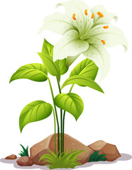 One white lily with leaves on white background