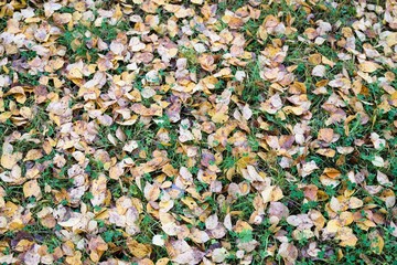 Autumn background with green grass and yellow leaves.