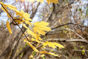 Yellowed leaves on a tree. Sunny weather, autumn.