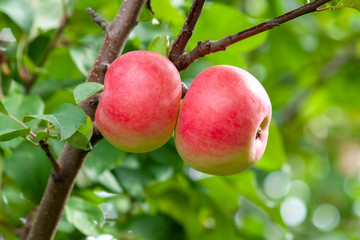 Red Ripe apples on a branch on a background of green foliage. Close-up on a sunny day