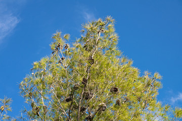 Hight tree, triangle shape, on a blue skye