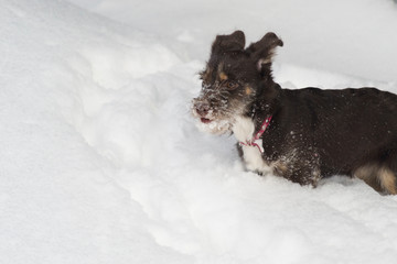 Black shaggy dog frolic on white snow in winter