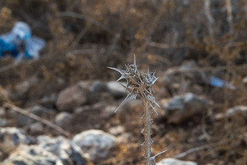 Sharp, pointy and dry plant, brown nature photography, spider shape plant