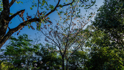PARQUE DO IBIRAPUERA - SÃO PAULO