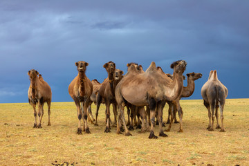 Group camels in steppe under storm clouds sky, Mongolia