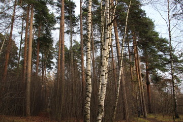 Obraz premium Birch, pine trees trunks in autumn forest with blue bit cloudy sky