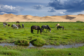 Horses eating grass in front of sand dunes nature landscape, Gobi Desert, Mongolia