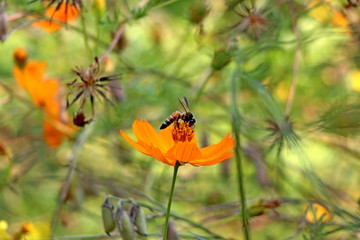 bee on flower 