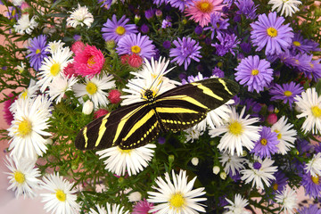 Blumen 1169 © K.-U. Häßler