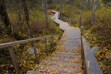 wooden staircase leading down the slope in the autumn forest