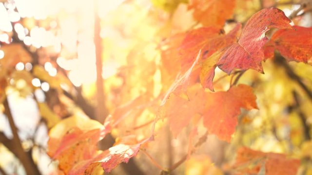 Close up slow motion of trees branches with autumn leaves. Yellow color of beautifulseason inthe forest. 4k nature footage.