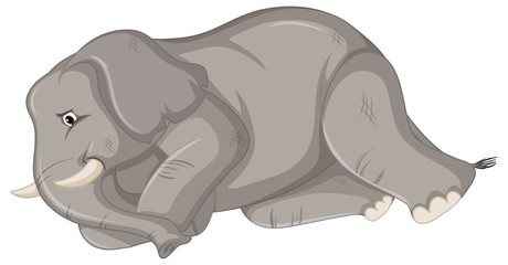 Sick elephant on white background