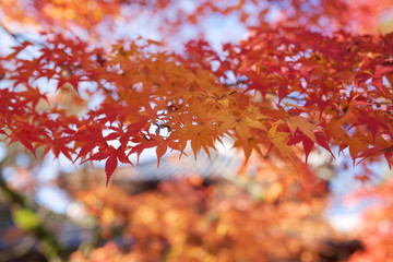 京都_永観堂_紅葉