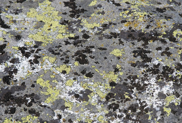 Black moss and lichens on a  rock