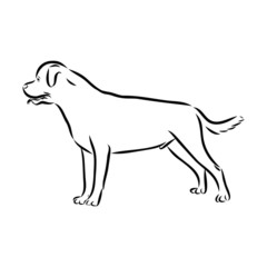 vector image of dog, Rottweiler 