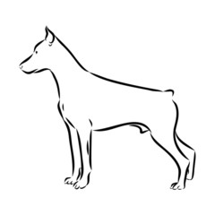 vector image of a dog Doberman 