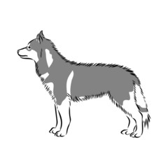 Fototapeta na wymiar dog isolated on white background, husky 