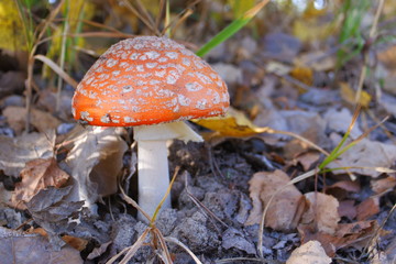 Red fly agaric in the autumn forest. Beautiful fly agaric. Amanita poisonous mushroom.