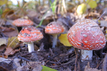 Red fly agaric in the autumn forest. Beautiful fly agaric. Amanita poisonous mushroom.