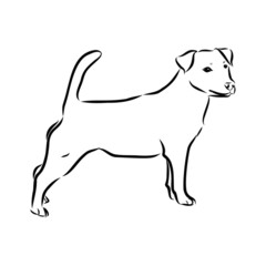 vector illustration of dog, jack russell terrier dog sketch 