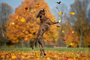 happy boxer dog jumping up catching falling leaves