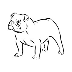 Fototapeta na wymiar vector illustration of a dog, English bulldog sketch 