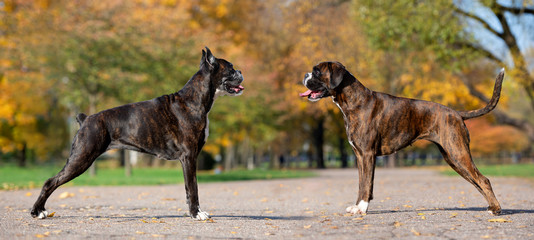 old and young german boxer dogs with cropped and natural ears and tail standing outdoors
