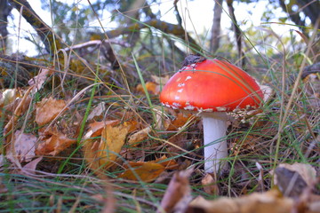 Red fly agaric in the autumn forest. Beautiful fly agaric. Amanita poisonous mushroom.